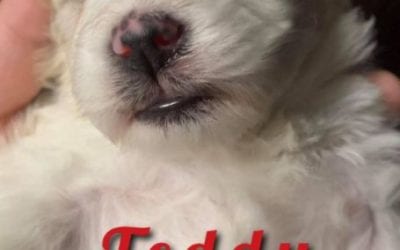Teddy