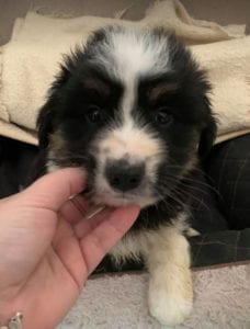 Terry a black and white Romanian rescue puppy ¦ 1 Dog at a Time Rescue UK