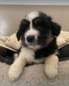 Terry a black and white Romanian rescue puppy ¦ 1 Dog at a Time Rescue UK