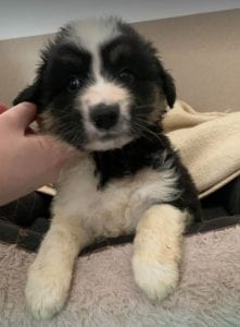 Terry a black and white Romanian rescue puppy ¦ 1 Dog at a Time Rescue UK