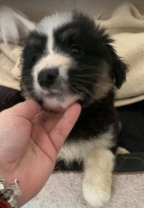 Terry a black and white Romanian rescue puppy ¦ 1 Dog at a Time Rescue UK