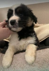 Terry a black and white Romanian rescue puppy ¦ 1 Dog at a Time Rescue UK