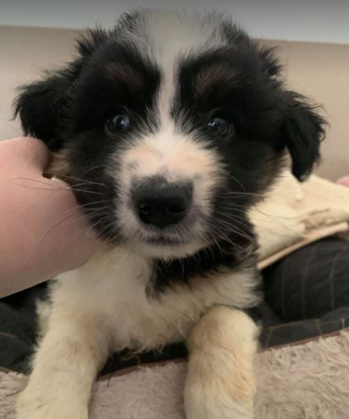 Terry a black and white Romanian rescue puppy 7 ¦ 1 Dog at a Time Rescue UK Terry a black and white Romanian rescue puppy ¦ 1 Dog at a Time Rescue UK