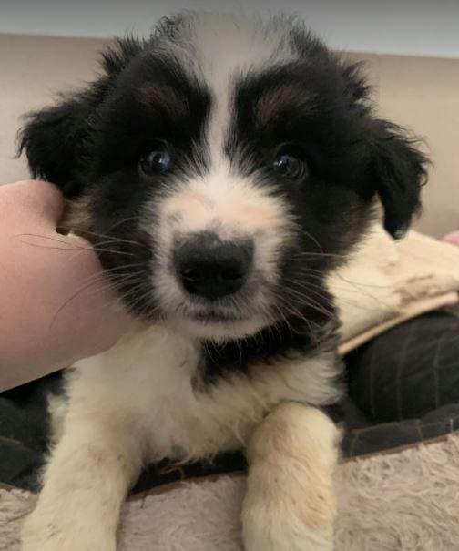 Terry a black and white Romanian rescue puppy ¦ 1 Dog at a Time Rescue UK