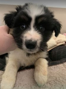 Terry a black and white Romanian rescue puppy ¦ 1 Dog at a Time Rescue UK
