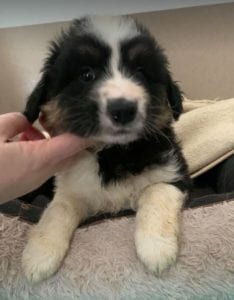 Terry a black and white Romanian rescue puppy ¦ 1 Dog at a Time Rescue UK