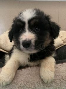 Terry a black and white Romanian rescue puppy ¦ 1 Dog at a Time Rescue UK