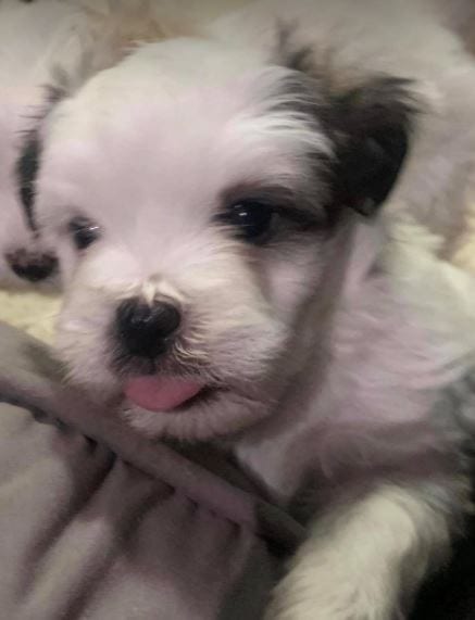 Tinker a Romanian rescue puppy ¦ 1 Dog at a Time Rescue UK