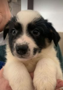 Toby a black and white Romanian rescue puppy ¦ 1 Dog at a Time Rescue UK
