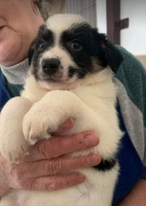 Toby a black and white Romanian rescue puppy ¦ 1 Dog at a Time Rescue UK