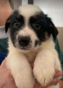 Toby a black and white Romanian rescue puppy ¦ 1 Dog at a Time Rescue UK