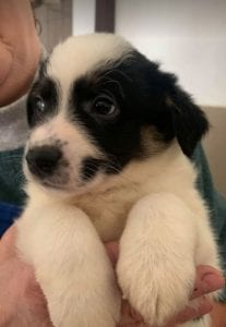 Toby a black and white Romanian rescue puppy ¦ 1 Dog at a Time Rescue UK