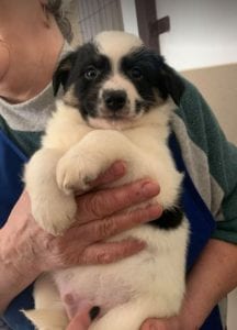 Toby a black and white Romanian rescue puppy ¦ 1 Dog at a Time Rescue UK