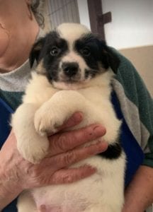 Toby a black and white Romanian rescue puppy ¦ 1 Dog at a Time Rescue UK