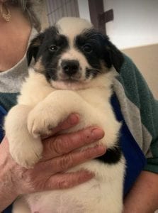 Toby a black and white Romanian rescue puppy ¦ 1 Dog at a Time Rescue UK