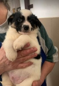 Toby a black and white Romanian rescue puppy ¦ 1 Dog at a Time Rescue UK