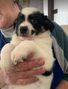 Toby a black and white Romanian rescue puppy ¦ 1 Dog at a Time Rescue UK