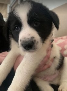 Tommy a black and white Romanian rescue puppy ¦ 1 Dog at a Time Rescue UK