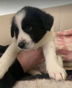 Tommy a black and white Romanian rescue puppy ¦ 1 Dog at a Time Rescue UK