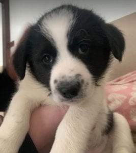 Tommy a black and white Romanian rescue puppy ¦ 1 Dog at a Time Rescue UK