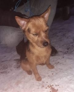 Tony a small black and tan Romanian rescue dog ¦ 1 Dog at a Time Rescue UK