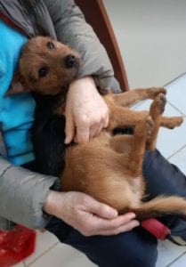Tony a small black and tan Romanian rescue dog ¦ 1 Dog at a Time Rescue UK