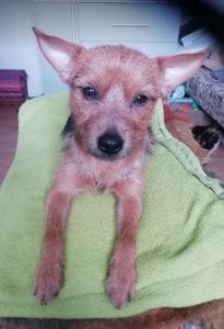 Tony a small black and tan Romanian rescue dog ¦ 1 Dog at a Time Rescue UK