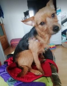 Tony a small black and tan Romanian rescue dog ¦ 1 Dog at a Time Rescue UK