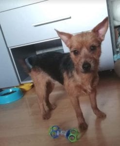 Tony a small black and tan Romanian rescue dog ¦ 1 Dog at a Time Rescue UK