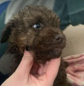 Travis a brown Romanian rescue puppy ¦ 1 Dog at a Time Rescue UK