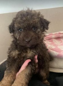 Travis a brown Romanian rescue puppy ¦ 1 Dog at a Time Rescue UK