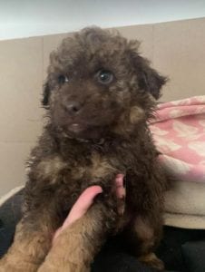 Travis a brown Romanian rescue puppy ¦ 1 Dog at a Time Rescue UK