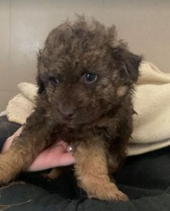 Travis a brown Romanian rescue puppy ¦ 1 Dog at a Time Rescue UK