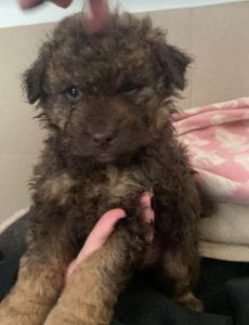 Travis a brown Romanian rescue puppy ¦ 1 Dog at a Time Rescue UK