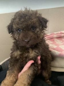 Travis a brown Romanian rescue puppy ¦ 1 Dog at a Time Rescue UK