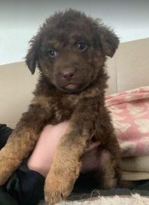 Tucker a brown Romanian rescue puppy ¦ 1 Dog at a Time Rescue UK