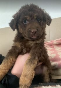 Tucker a brown Romanian rescue puppy ¦ 1 Dog at a Time Rescue UK