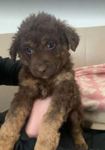 Tucker a brown Romanian rescue puppy ¦ 1 Dog at a Time Rescue UK