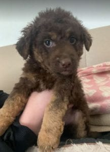 Tucker a brown Romanian rescue puppy ¦ 1 Dog at a Time Rescue UK