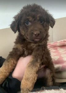 Tucker a brown Romanian rescue puppy ¦ 1 Dog at a Time Rescue UK
