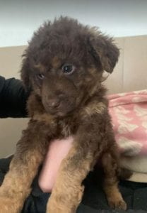 Tucker a brown Romanian rescue puppy ¦ 1 Dog at a Time Rescue UK