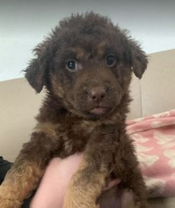 Tucker a brown Romanian rescue puppy ¦ 1 Dog at a Time Rescue UK