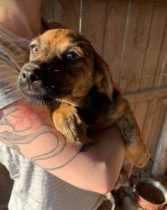 Wilma a brown Romanian rescue dog | 1 Dog at a Time Rescue UK