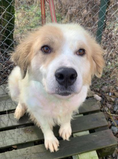 Yana a white and tan Romanian rescue dog 1 ¦ 1 Dog at a Time Rescue UK Yana a white and tan Romanian rescue dog ¦ 1 Dog at a Time Rescue UK