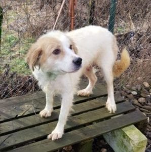 Yana a white and tan Romanian rescue dog ¦ 1 Dog at a Time Rescue UK