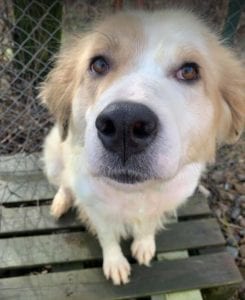 Yana a white and tan Romanian rescue dog ¦ 1 Dog at a Time Rescue UK