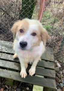 Yana a white and tan Romanian rescue dog ¦ 1 Dog at a Time Rescue UK