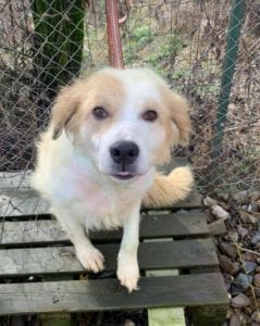 Yana a white and tan Romanian rescue dog ¦ 1 Dog at a Time Rescue UK