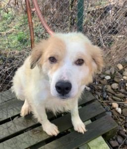 Yana a white and tan Romanian rescue dog ¦ 1 Dog at a Time Rescue UK