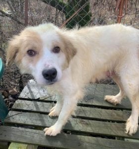 Yana a white and tan Romanian rescue dog ¦ 1 Dog at a Time Rescue UK